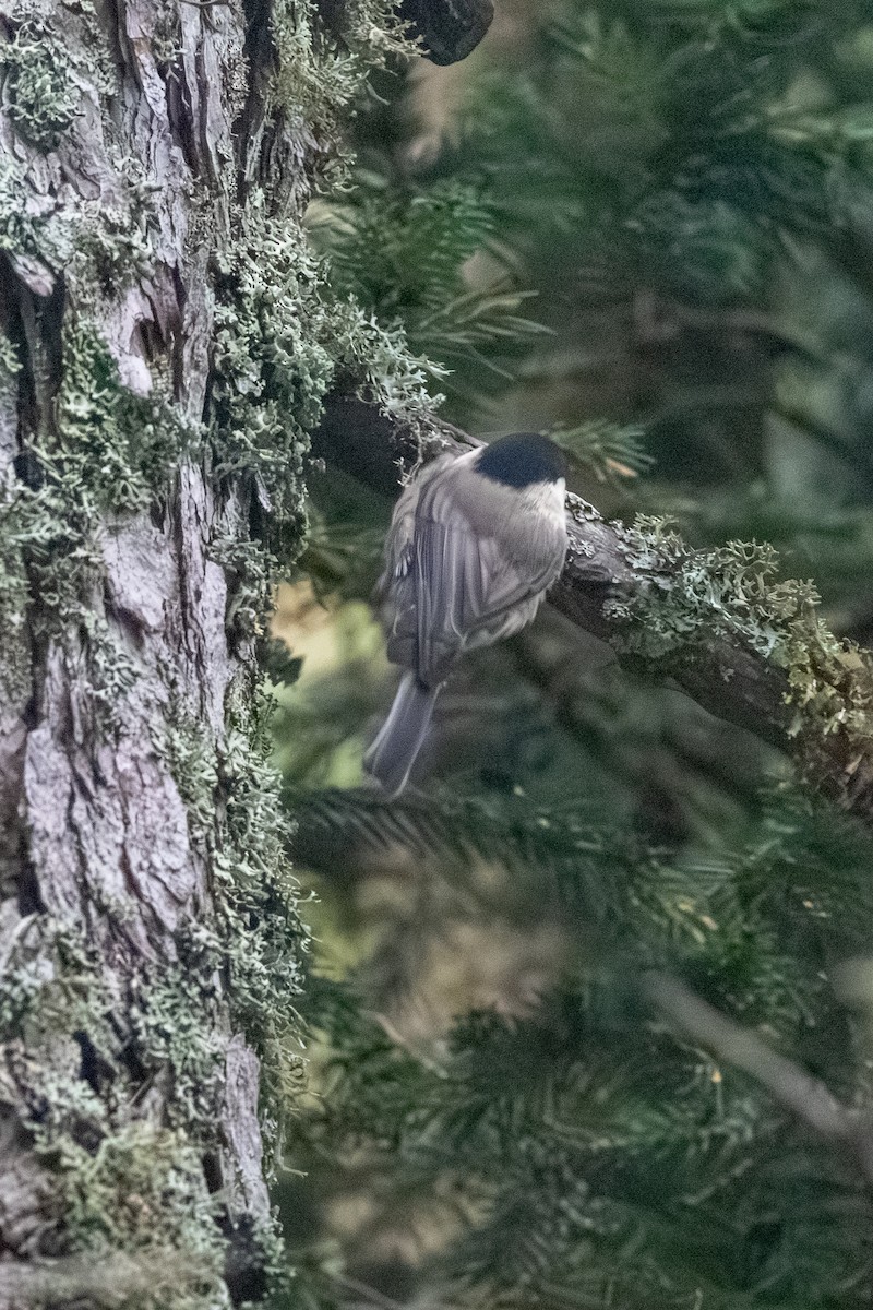 granmeis (montanus gr.) - ML643538587