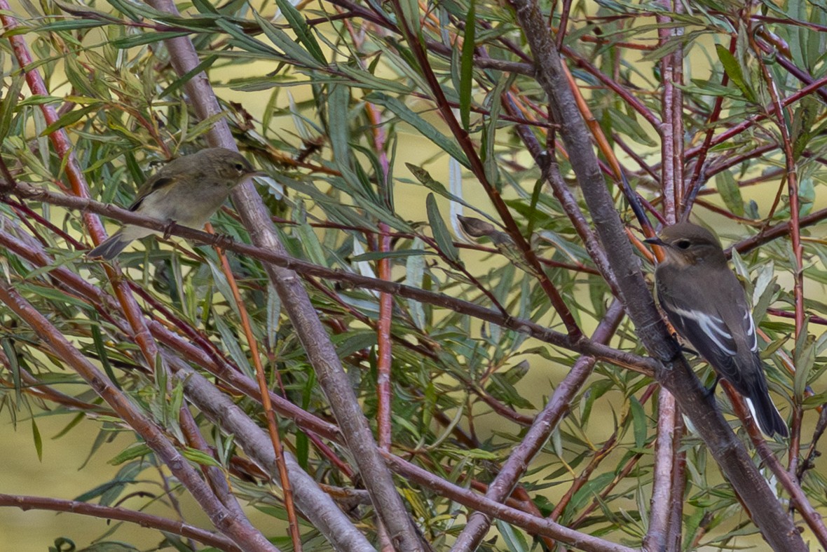 Mosquitero Común - ML643538597