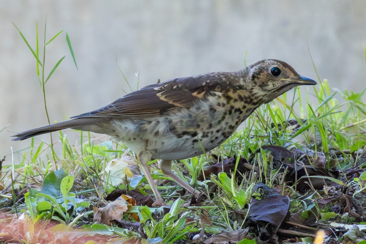 Song Thrush - ML643538616