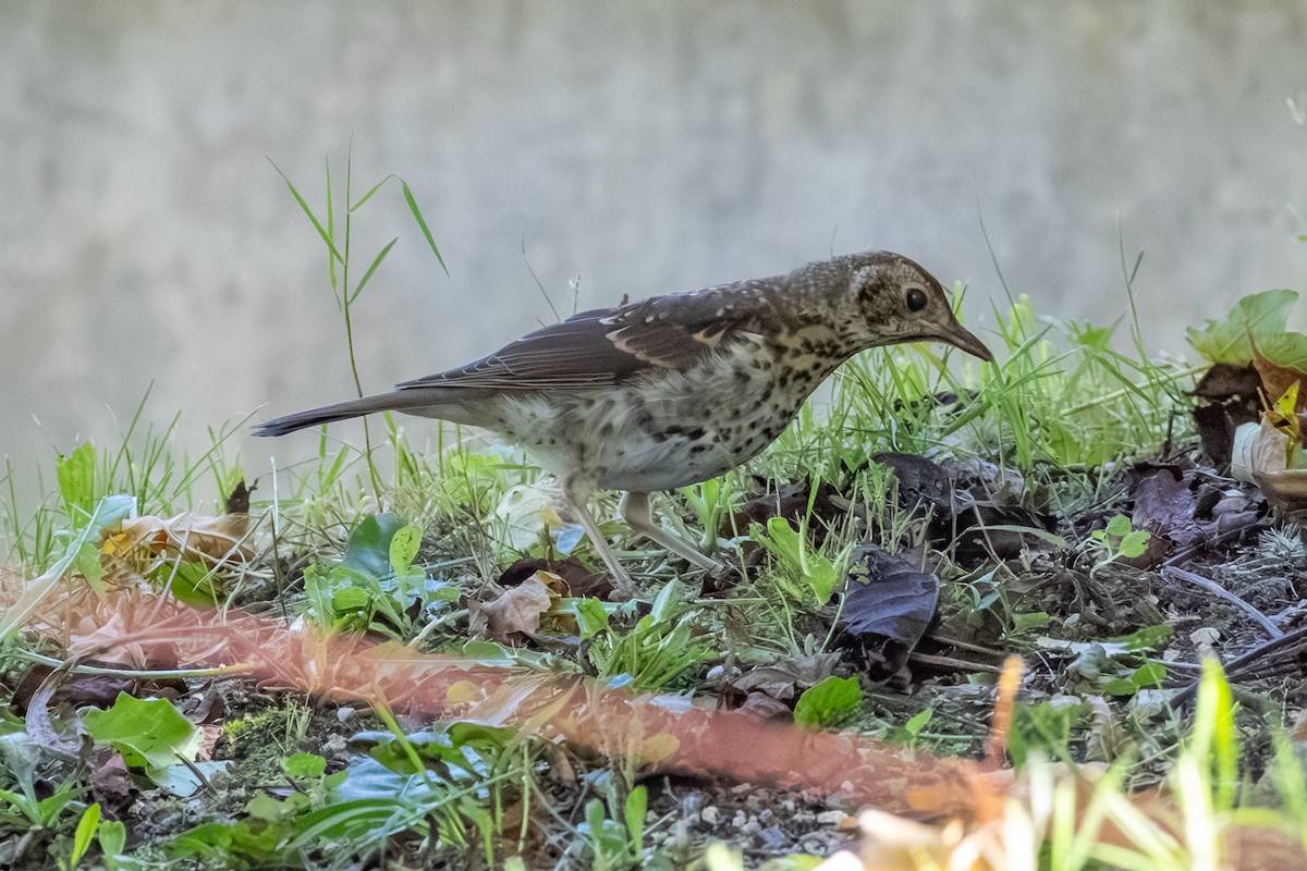 Song Thrush - ML643538617