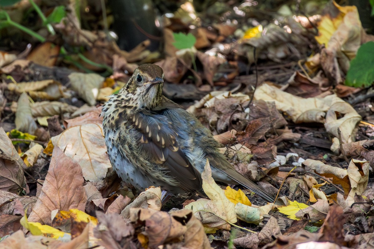 Song Thrush - ML643538618