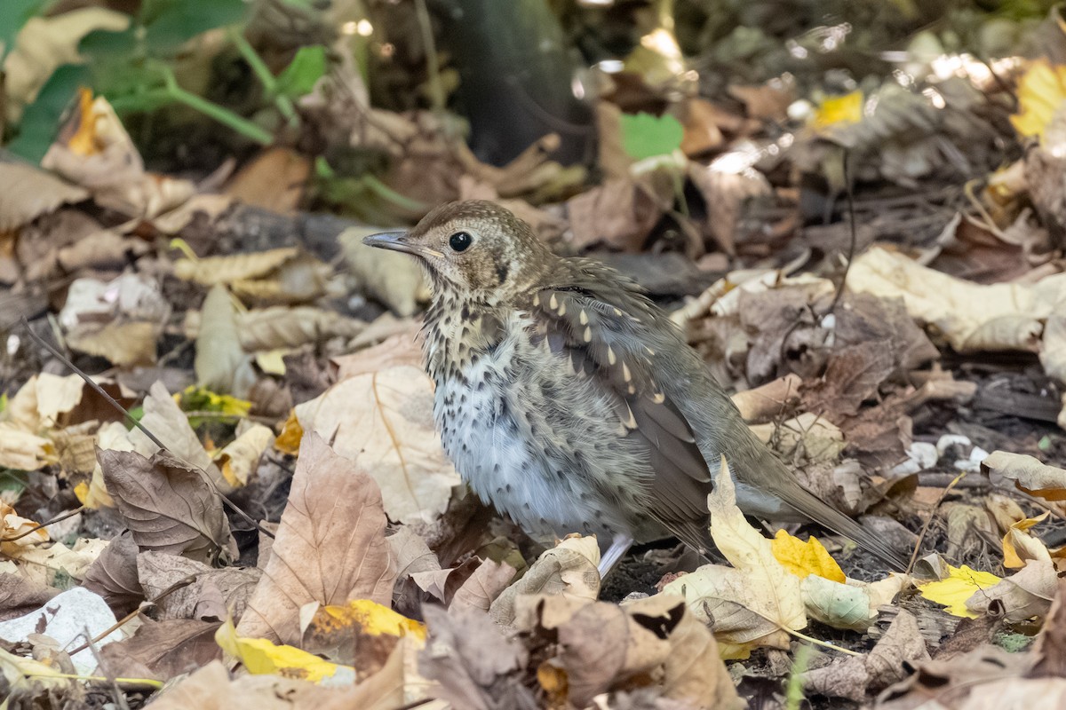 Song Thrush - ML643538619