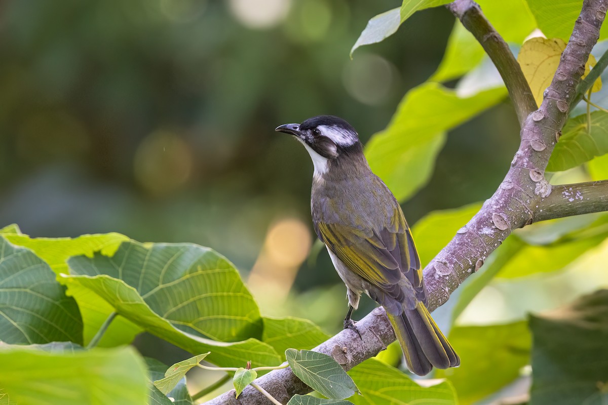 Light-vented Bulbul (sinensis) - ML643538631