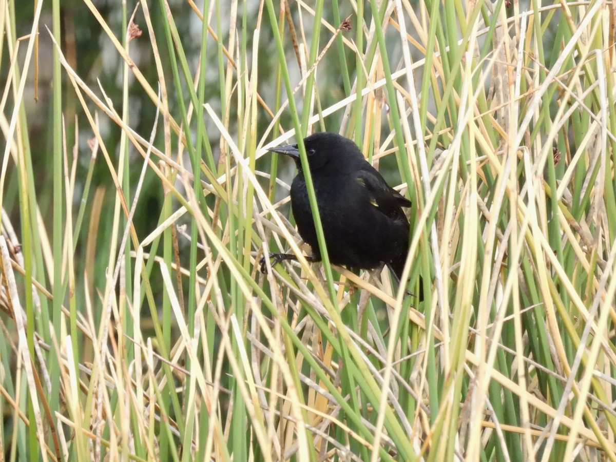 Yellow-winged Blackbird - ML643538649