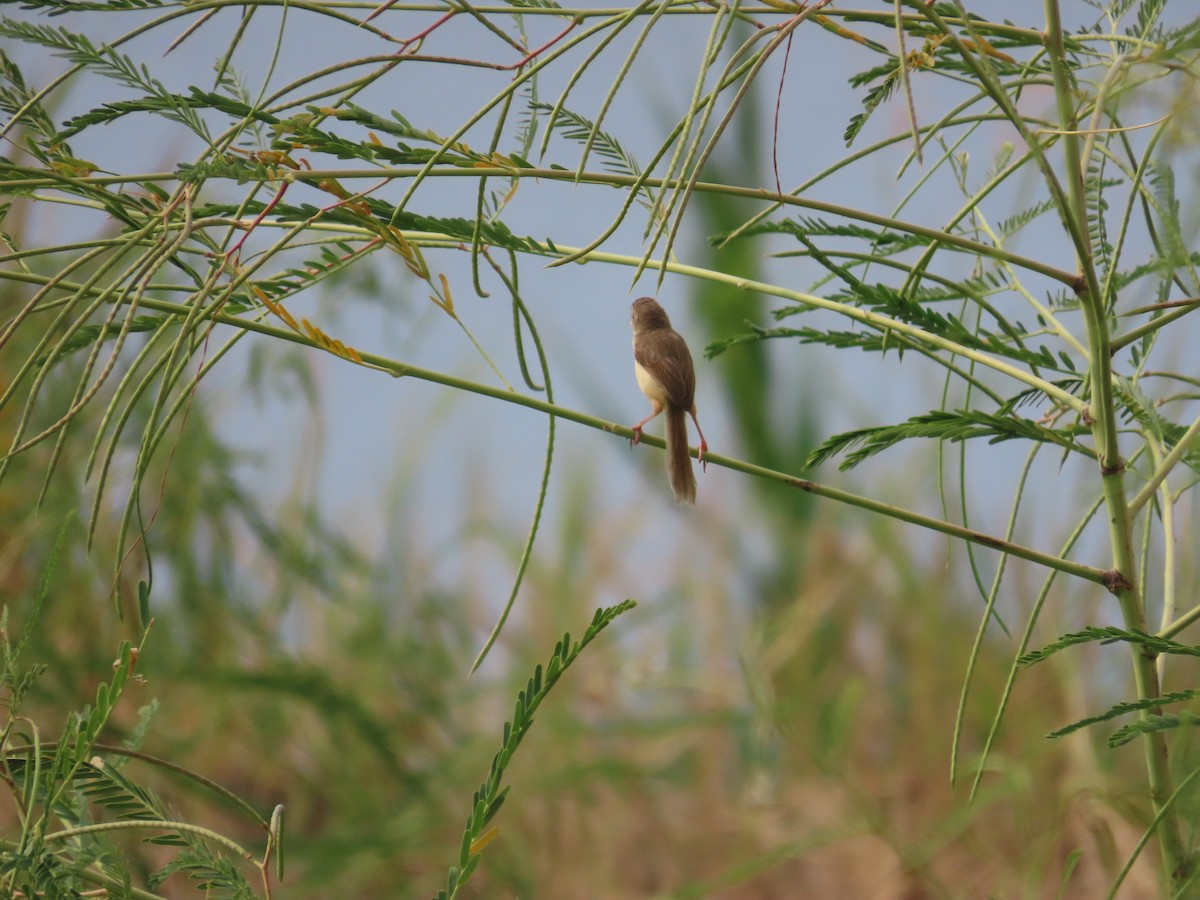Plain Prinia - ML643538671