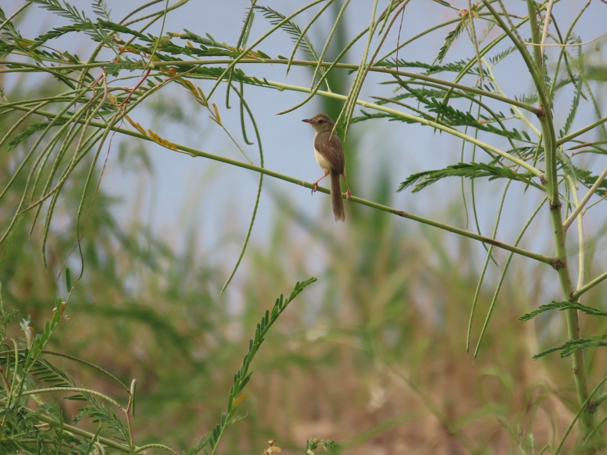 Plain Prinia - ML643538672