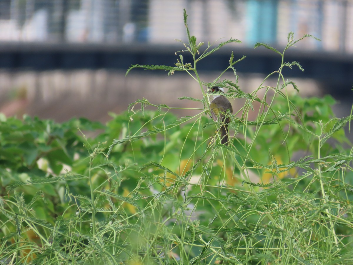 Light-vented Bulbul - ML643538678
