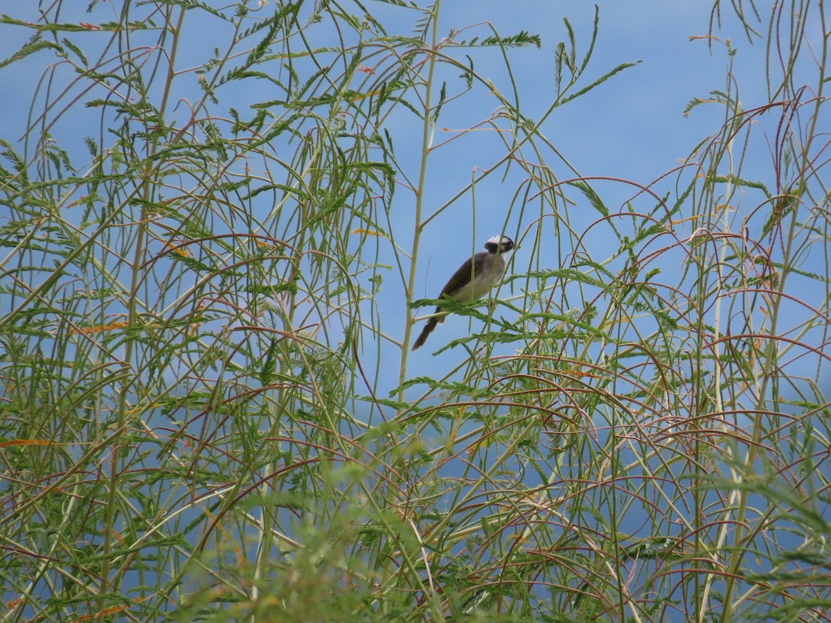 Light-vented Bulbul - ML643538679