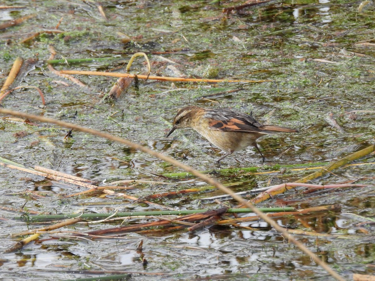 Wren-like Rushbird - ML643538684