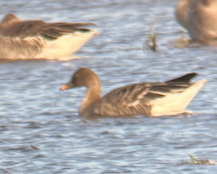 Taiga/Tundra Bean-Goose - ML643538707