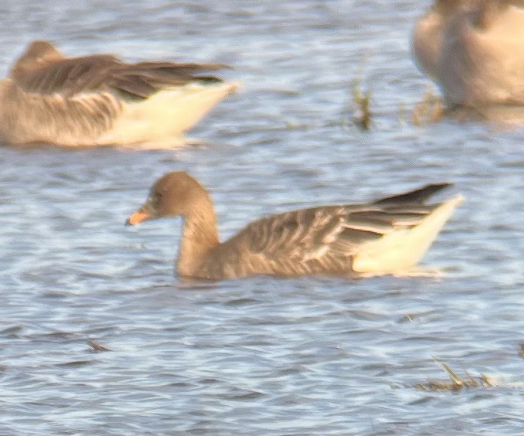 Taiga/Tundra Bean-Goose - ML643538708