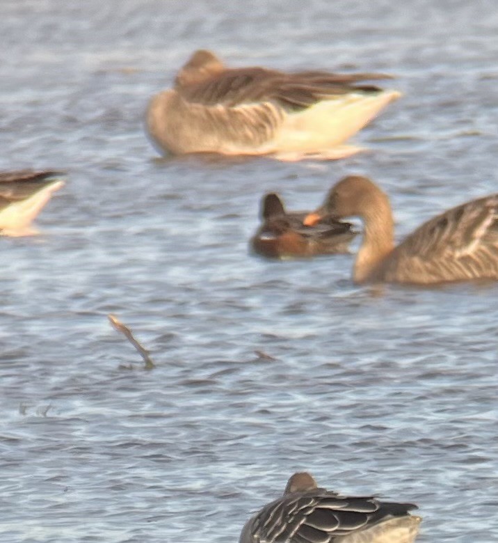 Taiga/Tundra Bean-Goose - ML643538709