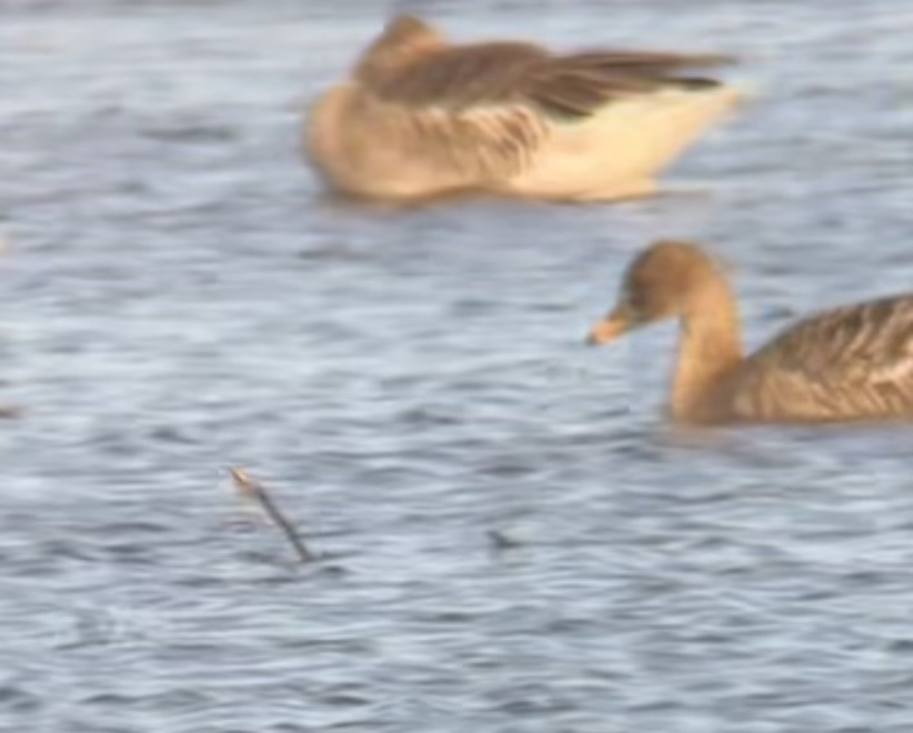 Taiga/Tundra Bean-Goose - ML643538710