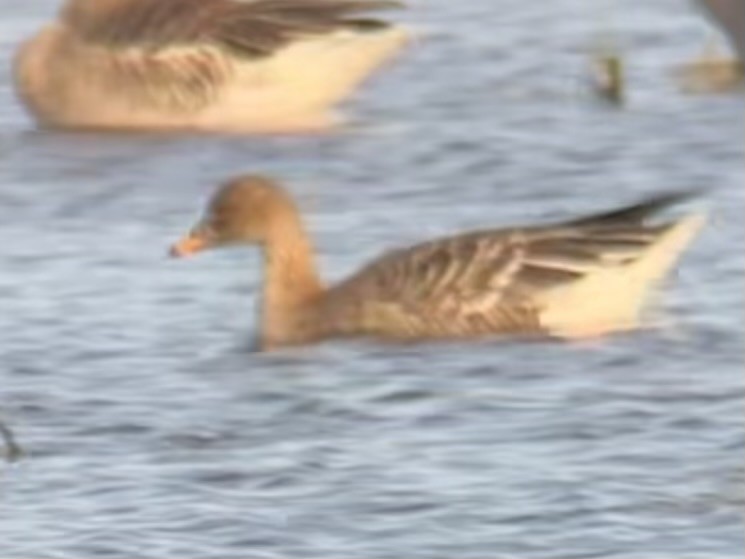 Taiga/Tundra Bean-Goose - ML643538711