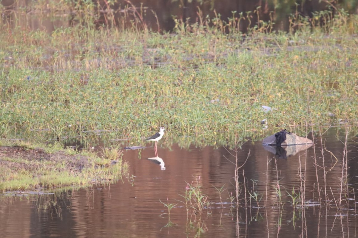 Black-winged Stilt - ML643538733