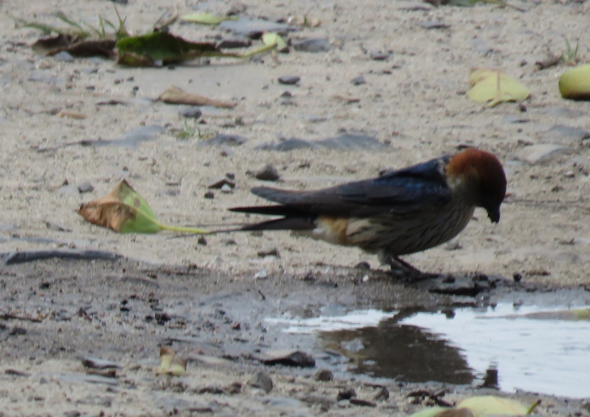 Greater Striped Swallow - ML643538739