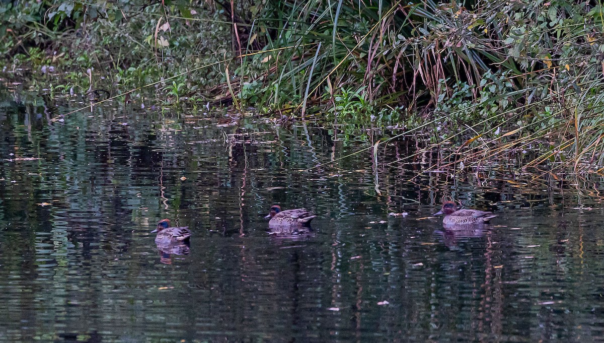 Green-winged Teal (Eurasian) - ML643538743