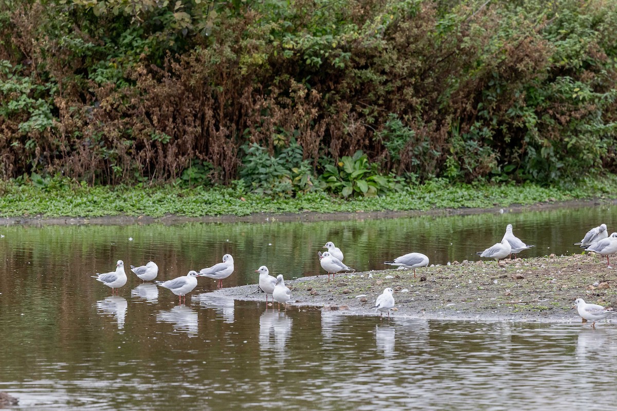 Black-headed Gull - ML643538749