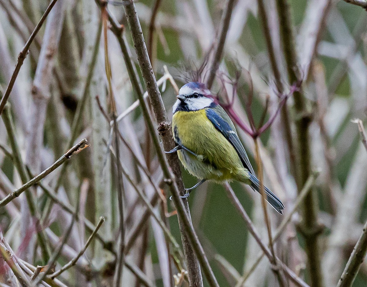 Eurasian Blue Tit - ML643538754