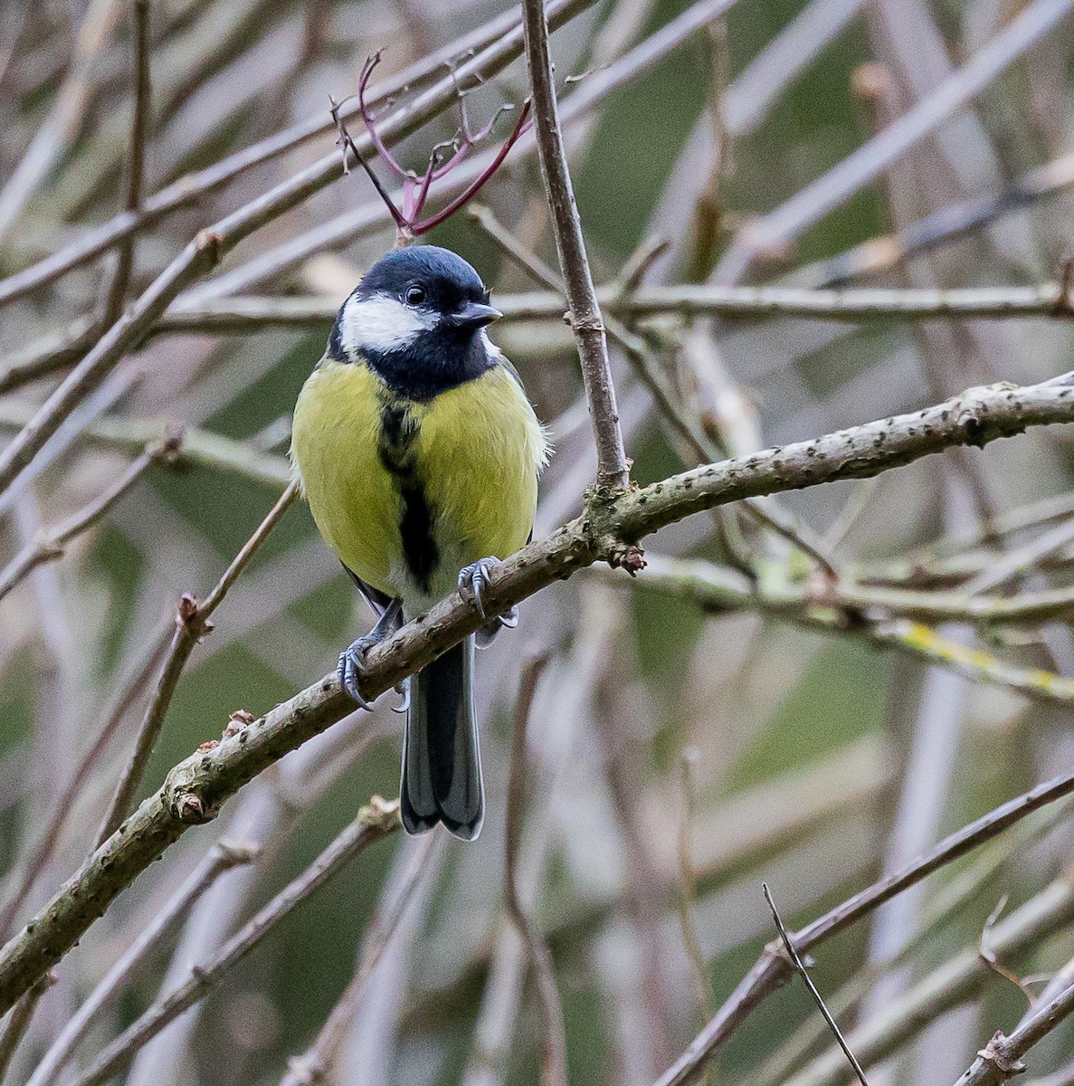 Great Tit - ML643538761
