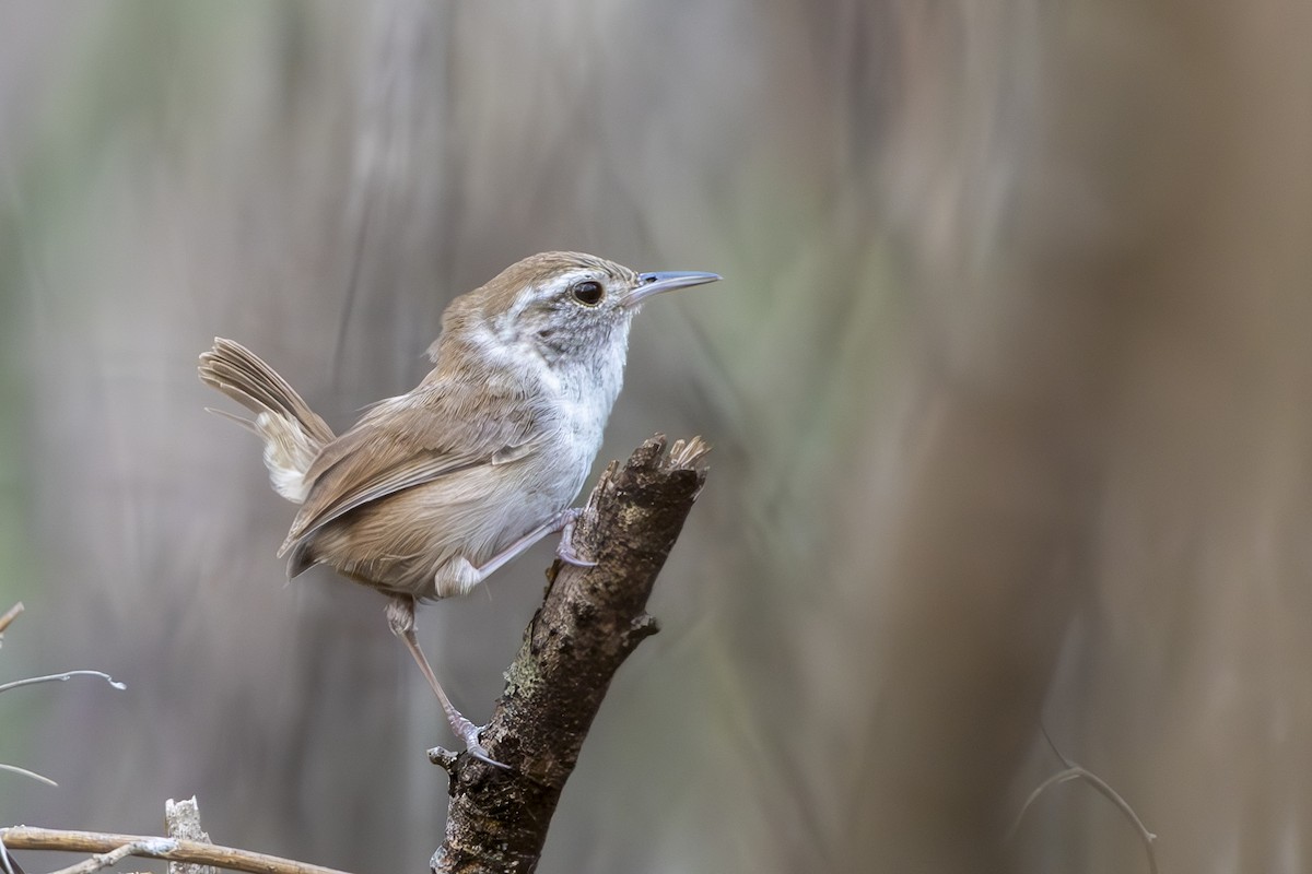 White-bellied Wren - ML643538765