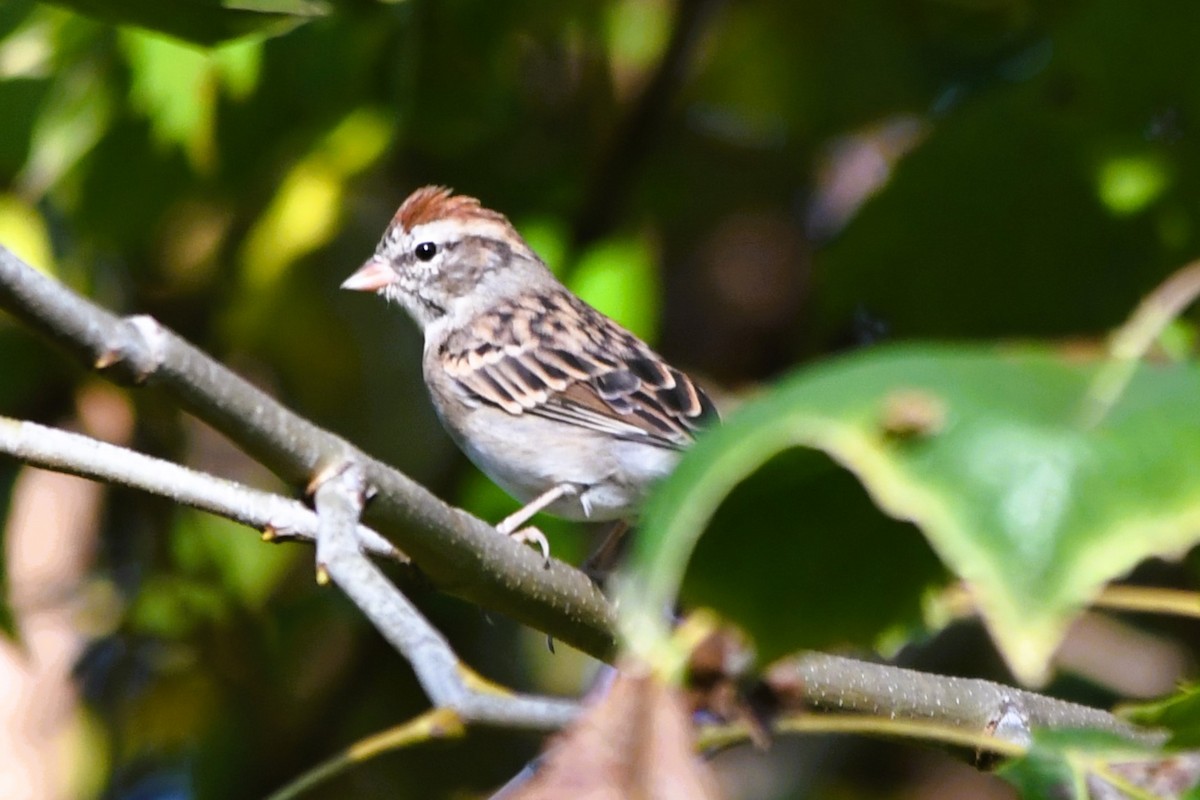 Chipping Sparrow - ML643538788