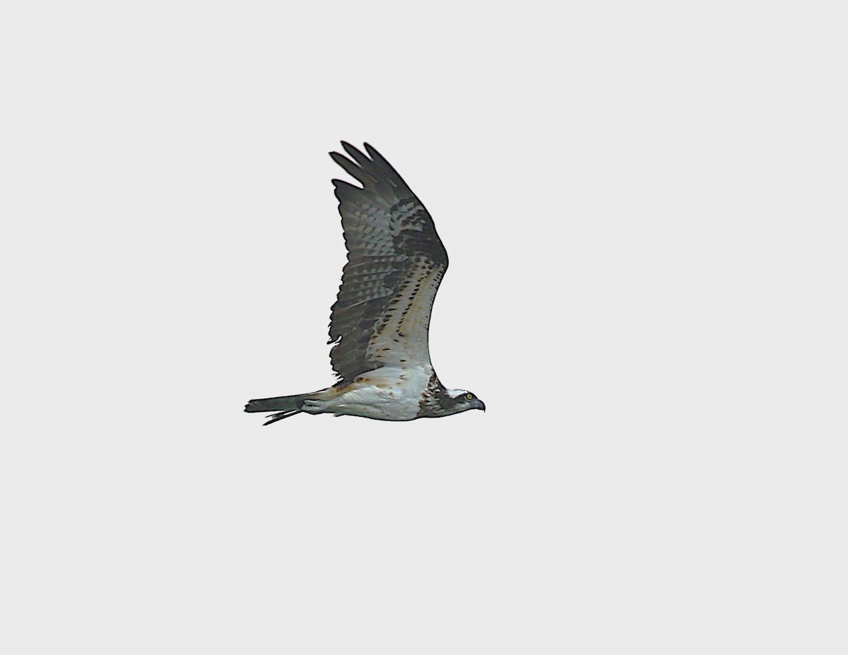 Fischadler (haliaetus) - ML643538793