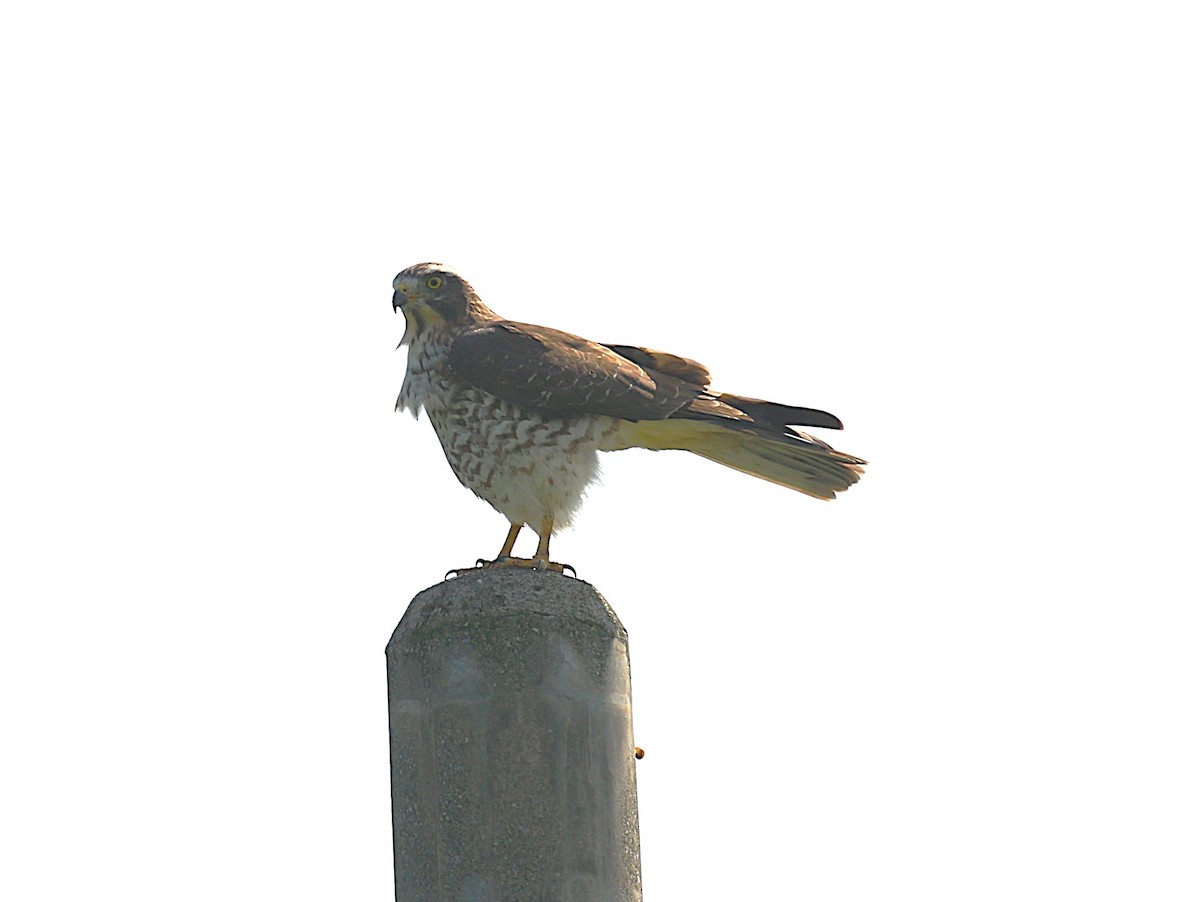 Amurbussard - ML643538799