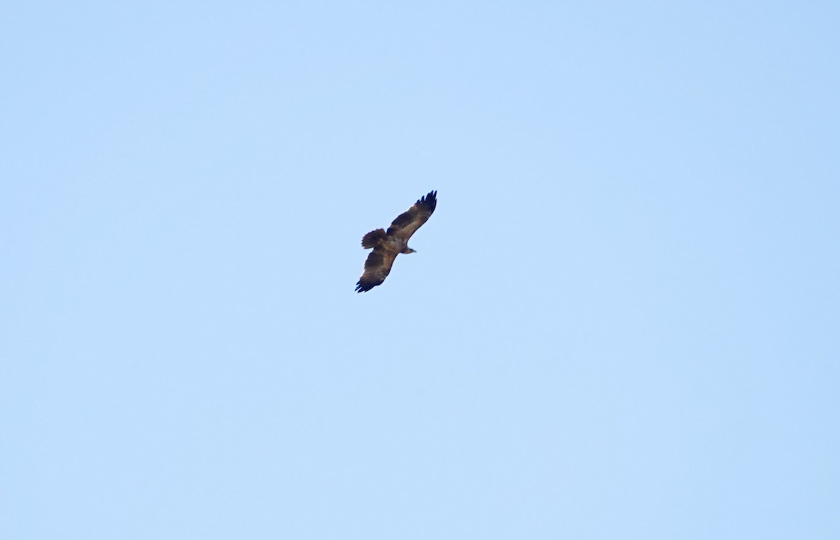 Tawny Eagle - ML643538815