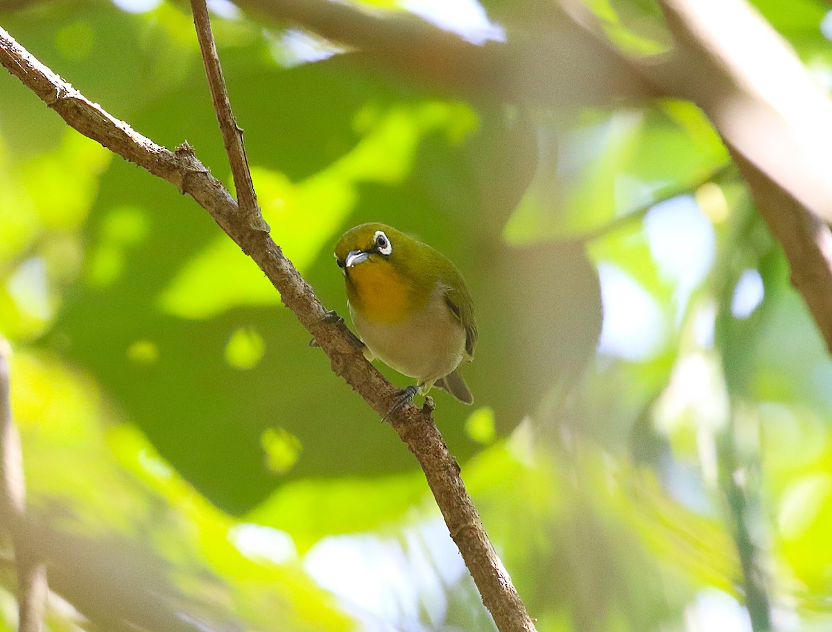 Japanbrillenvogel - ML643538850