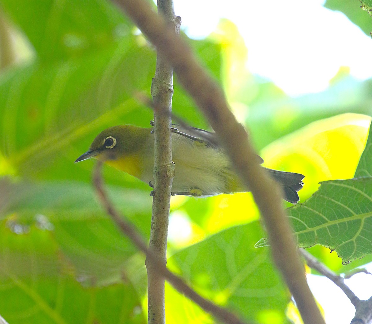 Japanbrillenvogel - ML643538851