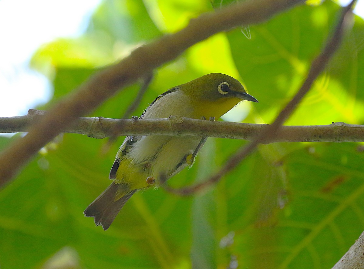 Japanbrillenvogel - ML643538852