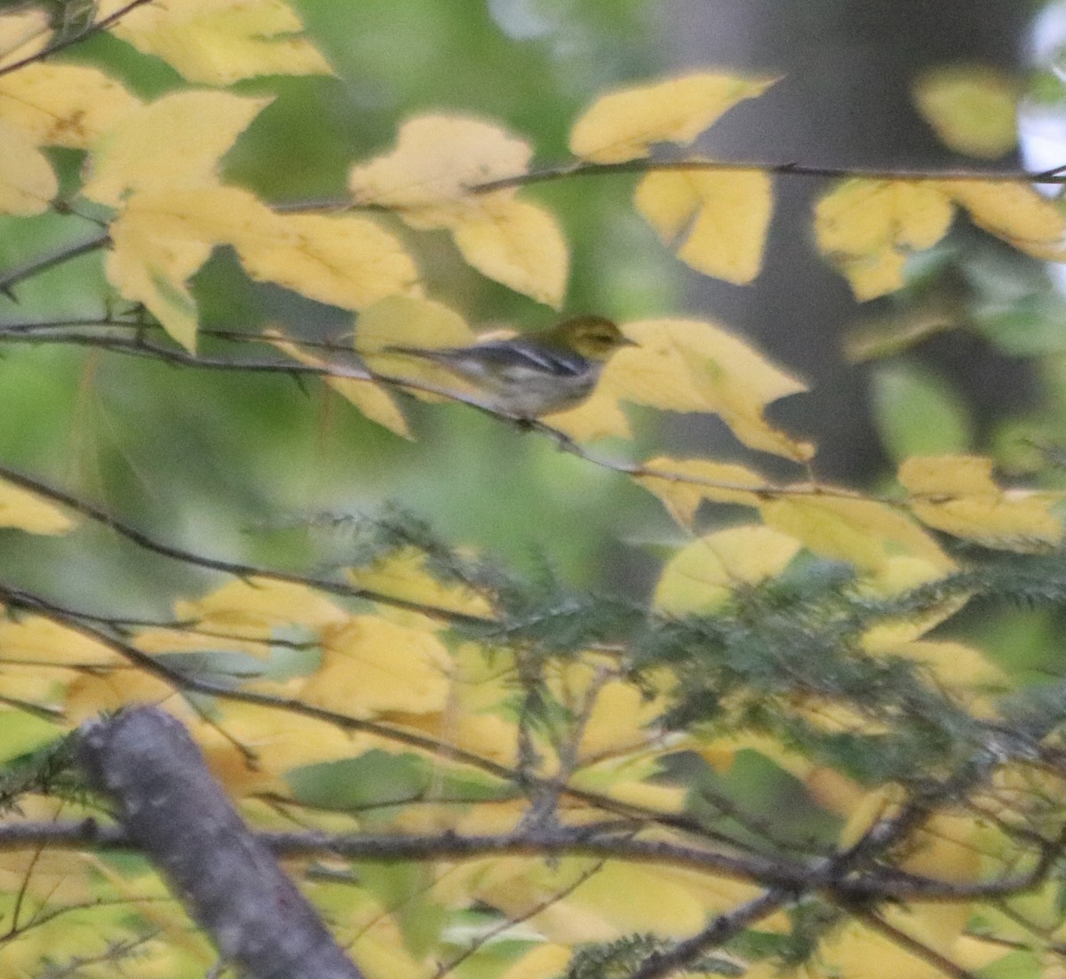 Black-throated Green Warbler - ML643538853