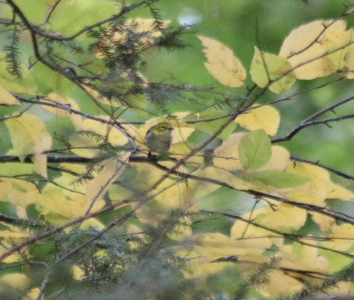 Black-throated Green Warbler - ML643538856