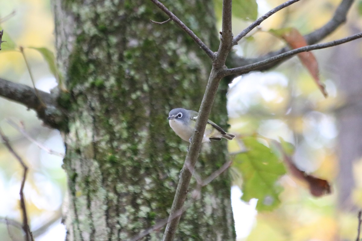 Blue-headed Vireo - ML643538868
