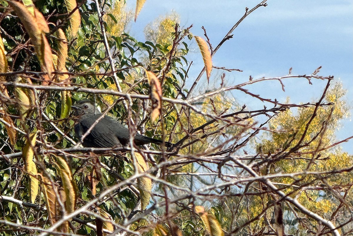 Gray Catbird - ML643538875