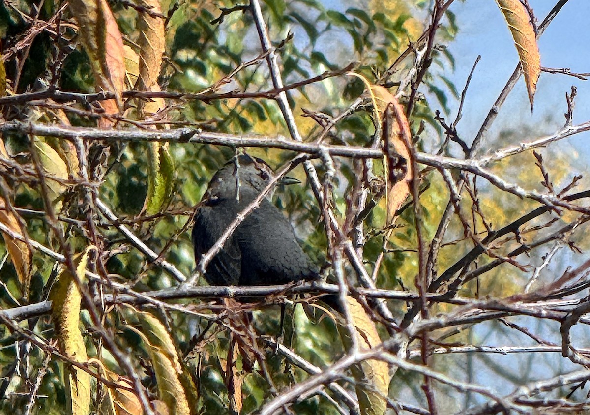 Gray Catbird - ML643538876
