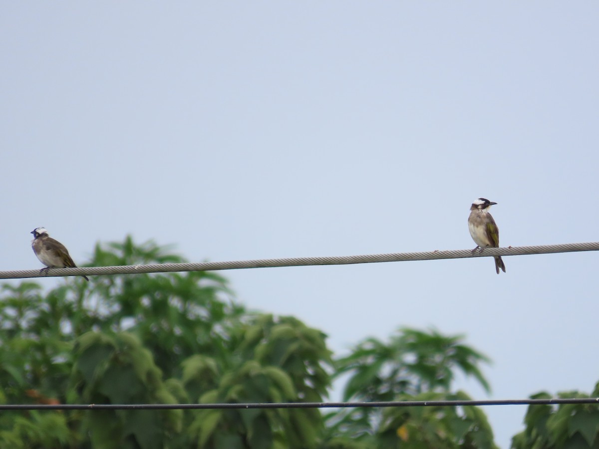 Light-vented Bulbul - ML643538877