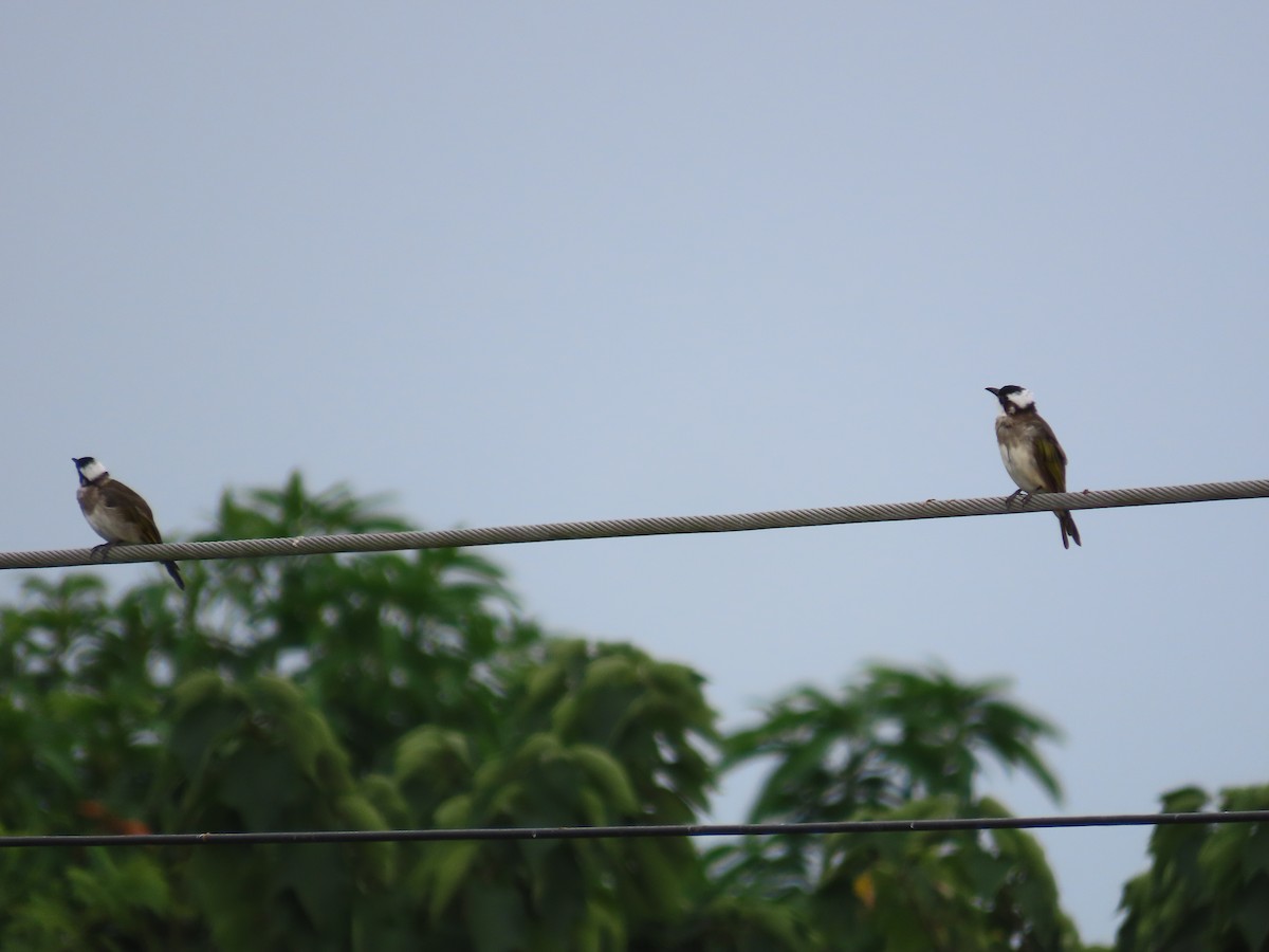Light-vented Bulbul - ML643538878
