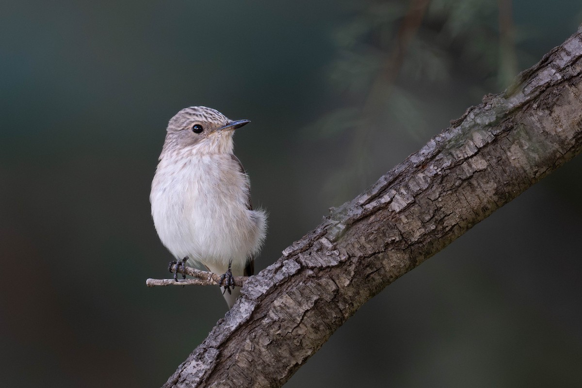 ムナフヒタキ（tyrrhenica／balearica） - ML643538879