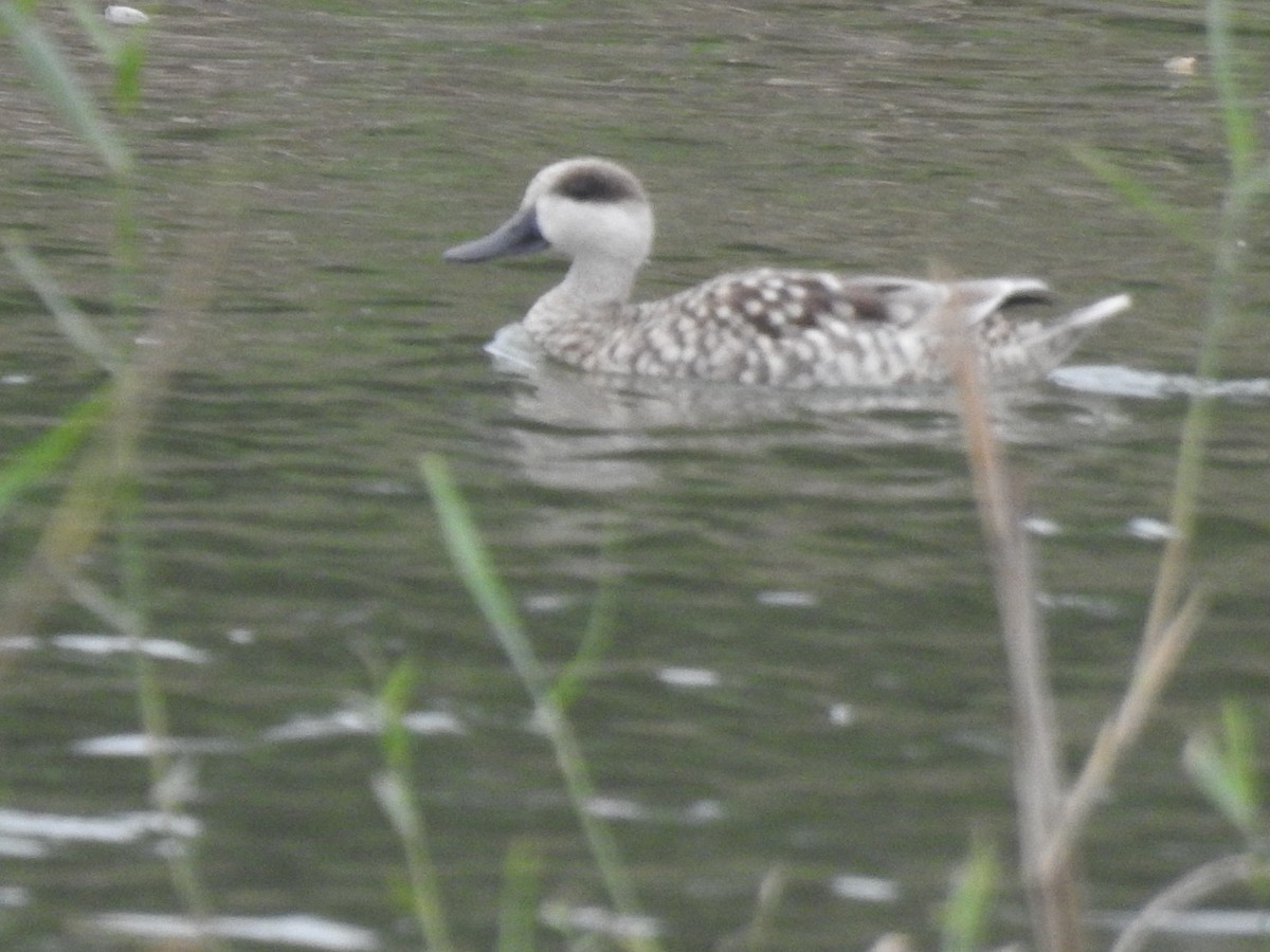 Marbled Duck - ML643538880