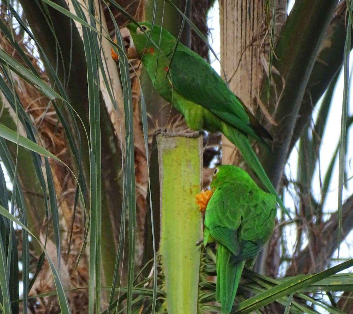 White-eyed Parakeet - ML643538882