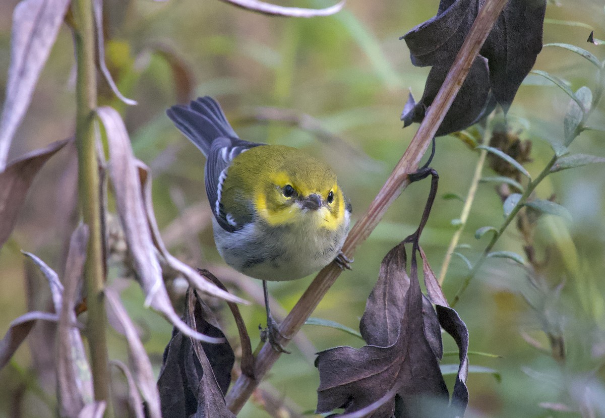 Black-throated Green Warbler - ML643538884