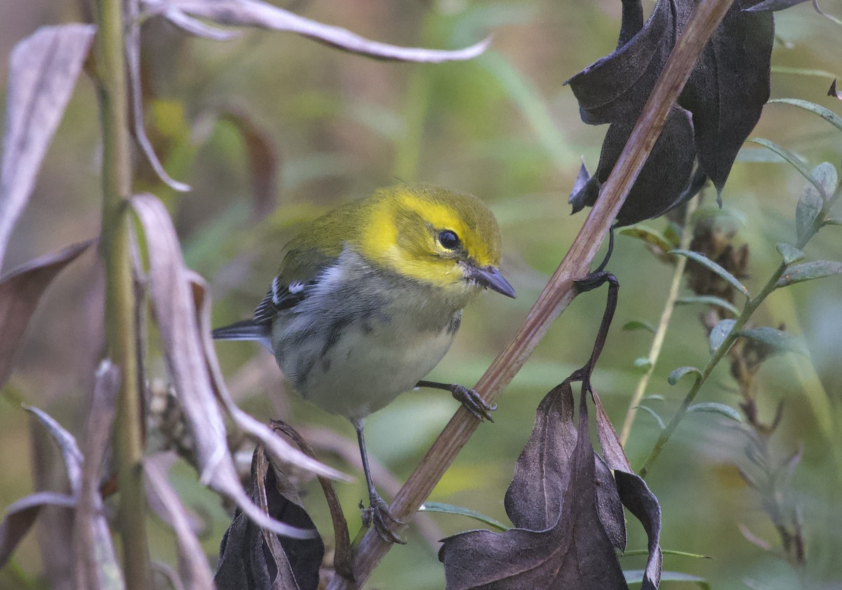 Black-throated Green Warbler - ML643538885