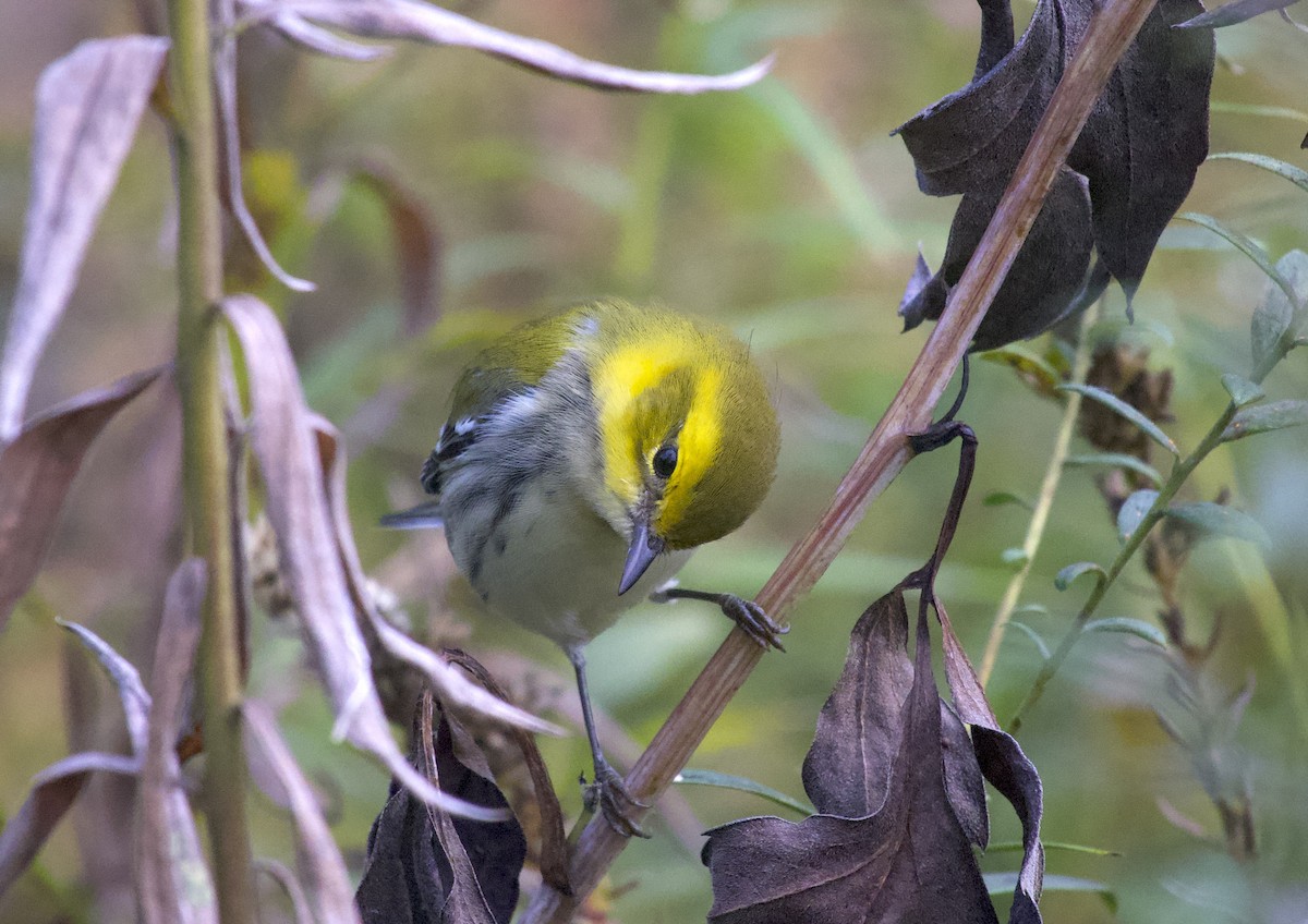Black-throated Green Warbler - ML643538886