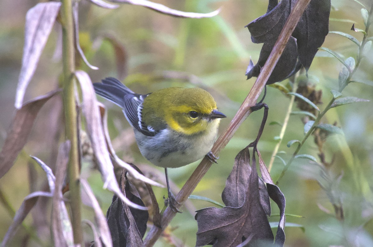 Black-throated Green Warbler - ML643538887