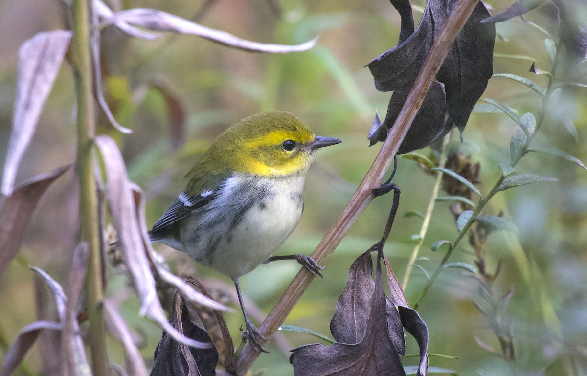Black-throated Green Warbler - ML643538888