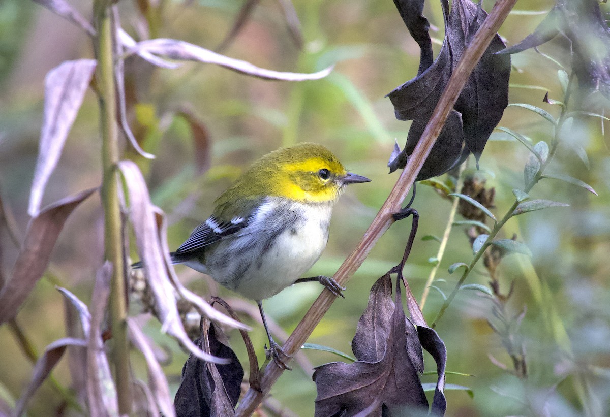 Black-throated Green Warbler - ML643538889
