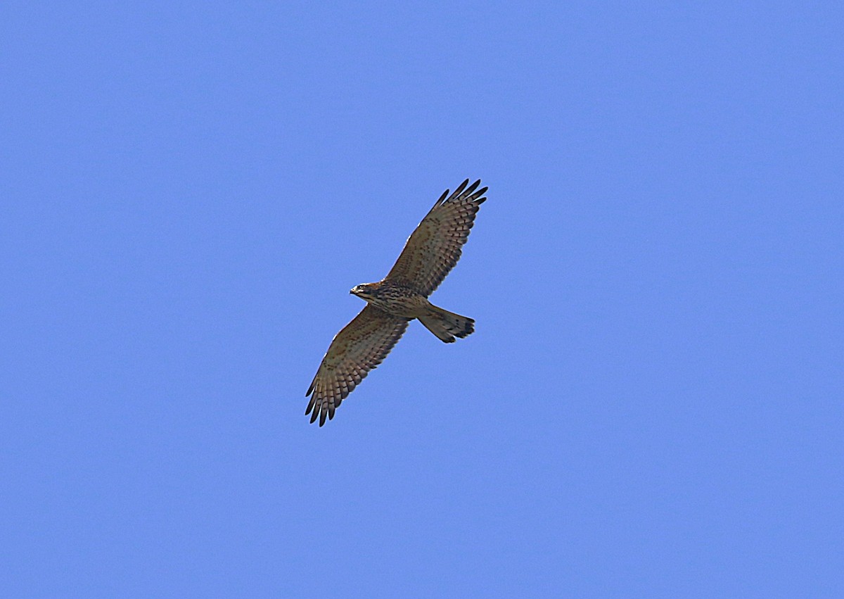 Amurbussard - ML643538899