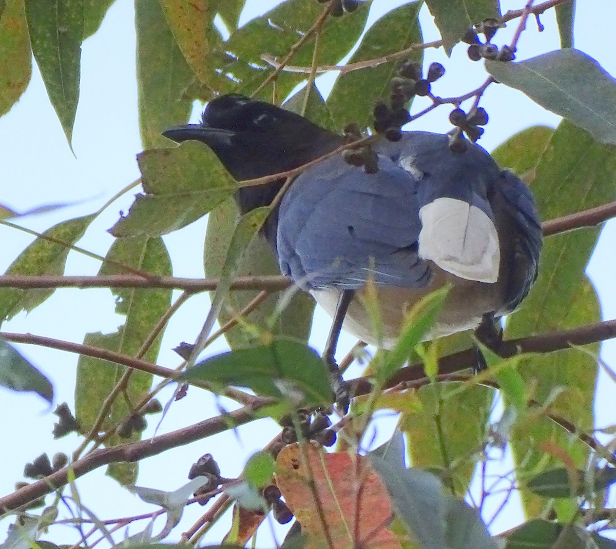 Curl-crested Jay - ML643538906